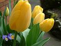 Tulip yellow